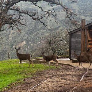 Meet your Posher, Bebek